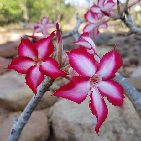 Bona Intaba Game Lodge Hoedspruit Bagian luar foto