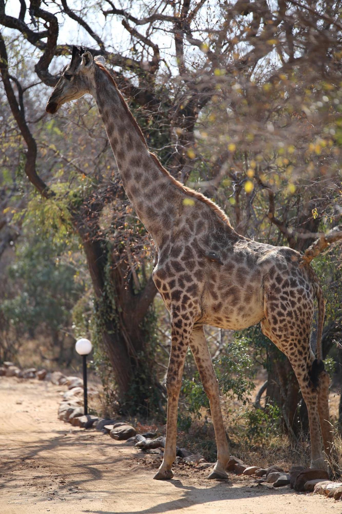 Bona Intaba Game Lodge Hoedspruit Bagian luar foto