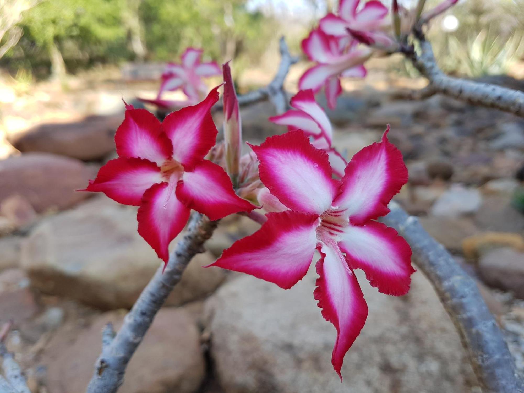 Bona Intaba Game Lodge Hoedspruit Bagian luar foto