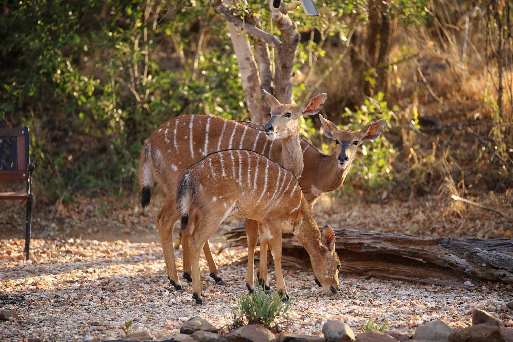 Bona Intaba Game Lodge Hoedspruit Bagian luar foto