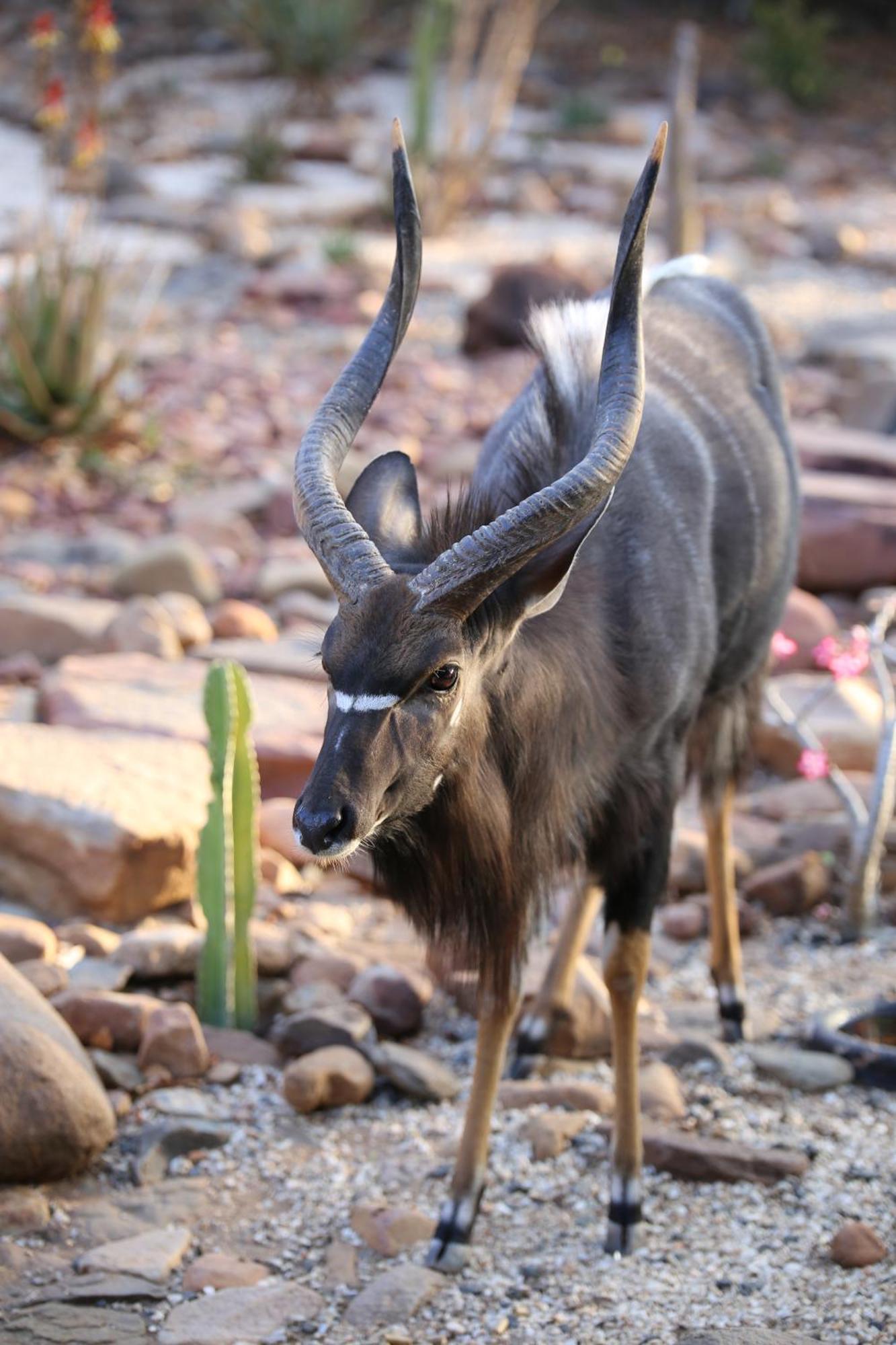 Bona Intaba Game Lodge Hoedspruit Bagian luar foto