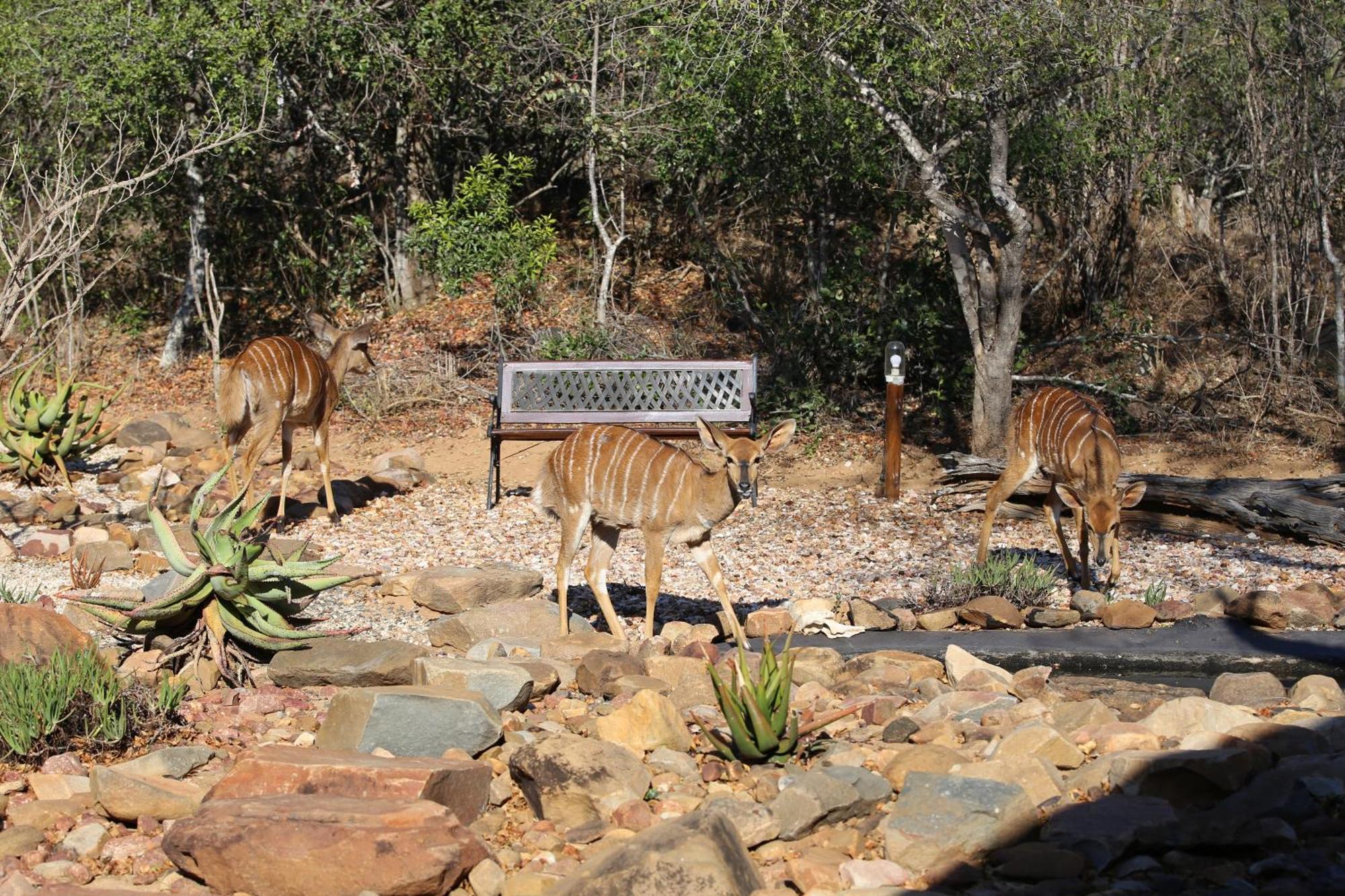 Bona Intaba Game Lodge Hoedspruit Bagian luar foto